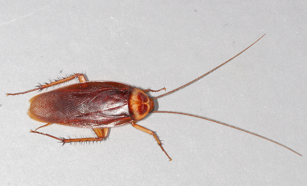 Cockroach pest control for living spaces