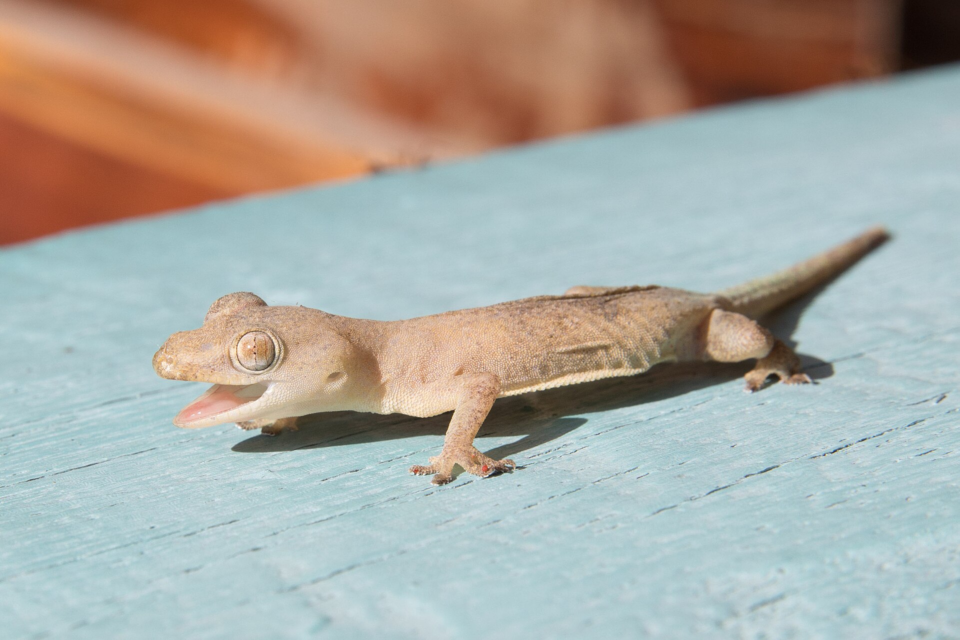Lizard & Ant Control