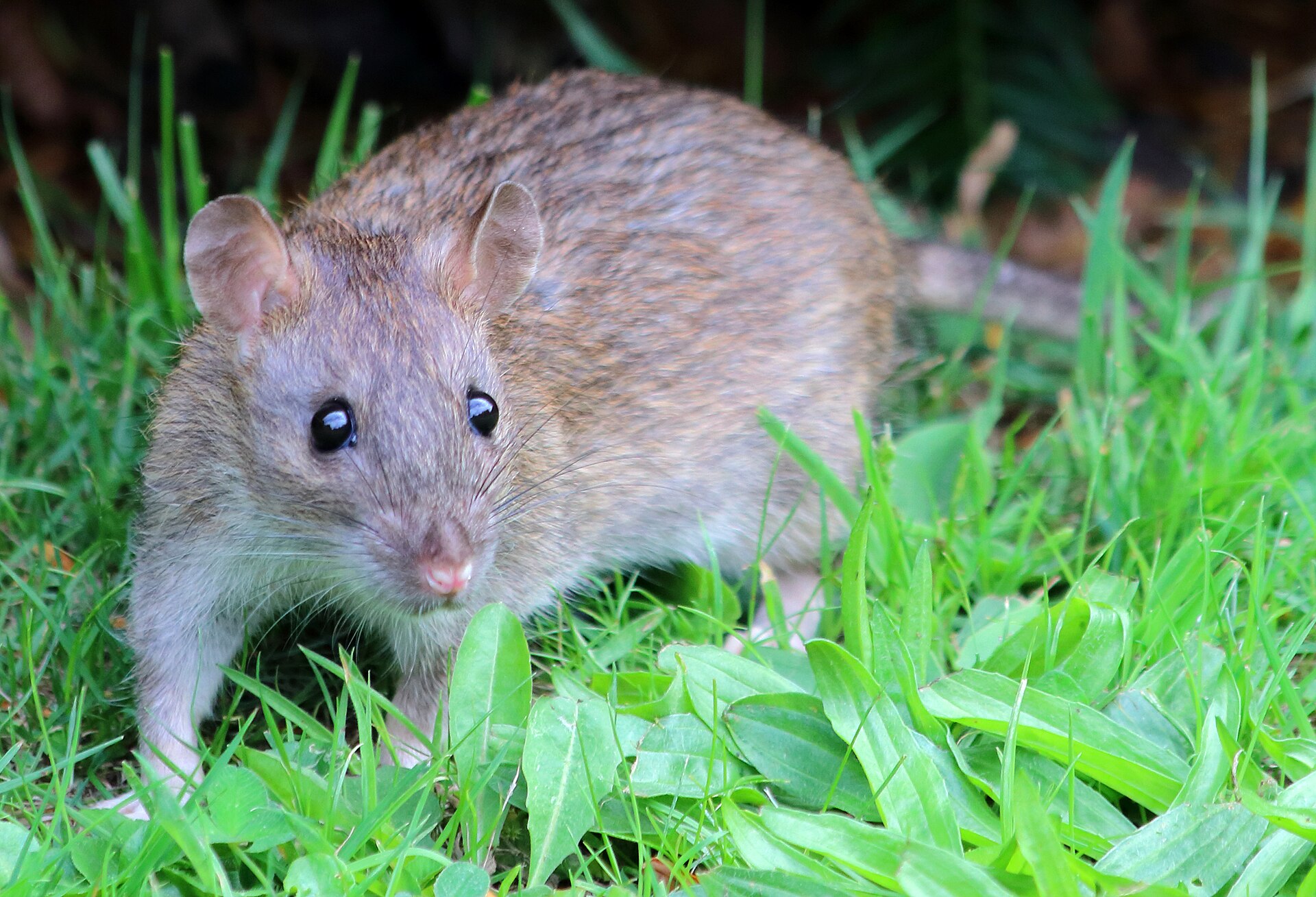 Rat pest control for homes and warehouses